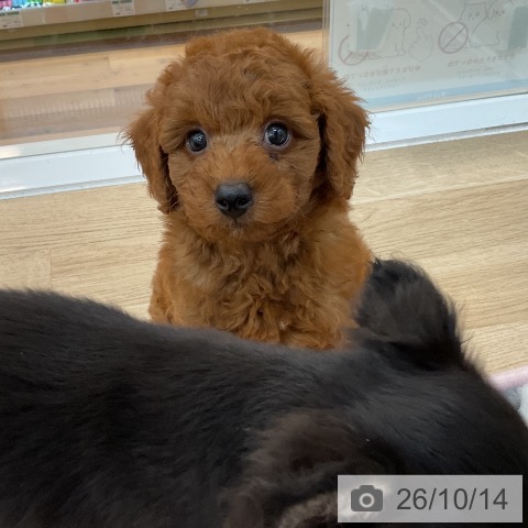 群馬県のトイプードル(トイ) (ペットプラス 前橋店/2026年8月10日生まれ/男の子/レッド)の子犬の4枚目の画像
