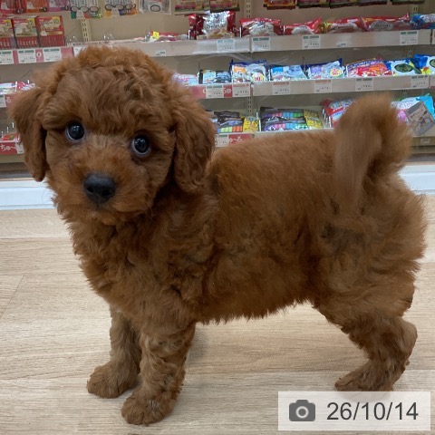 群馬県のトイプードル(トイ) (ペットプラス 前橋店/2026年8月10日生まれ/男の子/レッド)の子犬の3枚目の画像