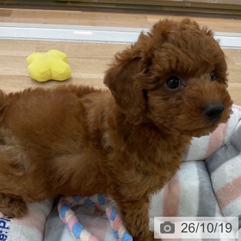 群馬県のトイプードル(トイ) (ペットプラス 前橋店/2026年8月10日生まれ/男の子/レッド)の子犬の4枚目の画像