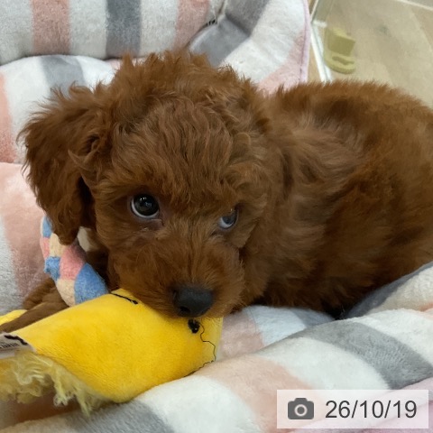 群馬県のトイプードル(トイ) (ペットプラス 前橋店/2026年8月10日生まれ/男の子/レッド)の子犬の3枚目の画像