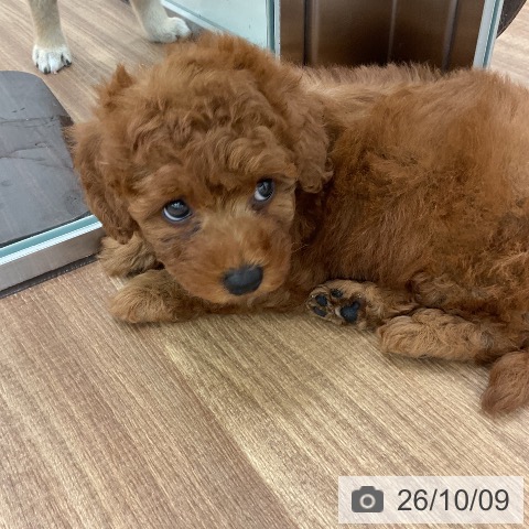 茨城県のトイプードル(トイ) (ペッツワン 古河店/2026年8月10日生まれ/女の子/レッド)の子犬の4枚目の画像