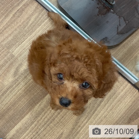 茨城県のトイプードル(トイ) (ペッツワン 古河店/2026年8月10日生まれ/女の子/レッド)の子犬の3枚目の画像