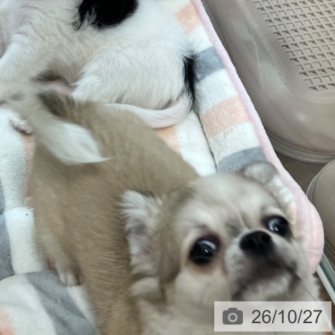 茨城県のチワワ(ロング) (ペッツワン 阿見店/2026年8月4日生まれ/女の子/フォーンホワイト)の子犬の3枚目の画像