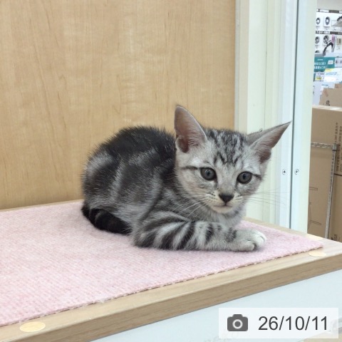 岩手県のアメリカンショートヘアー (ペットプラス 盛岡南店/2026年8月5日生まれ/男の子/シルバータビー)の子猫の3枚目の画像