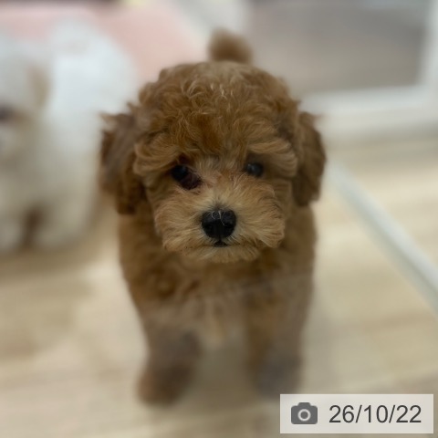 宮城県のトイプードル(トイ) (ペットプラス 仙台上杉店/2026年8月10日生まれ/男の子/アプリコット)の子犬の4枚目の画像