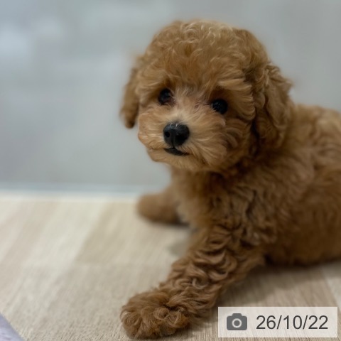 宮城県のトイプードル(トイ) (ペットプラス 仙台上杉店/2026年8月10日生まれ/男の子/アプリコット)の子犬の3枚目の画像