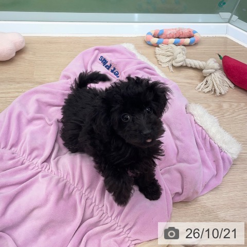 埼玉県のトイプードル(トイ) (ペットプラス 上尾店/2026年8月8日生まれ/女の子/ブラック)の子犬の4枚目の画像