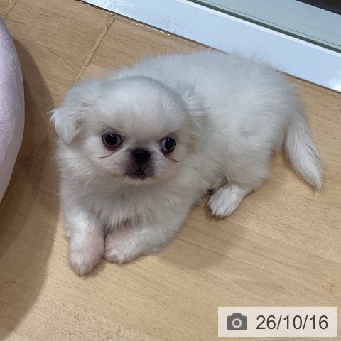 埼玉県のペキニーズ (ペットプラス 与野店/2026年8月5日生まれ/女の子/ホワイト)の子犬の4枚目の画像
