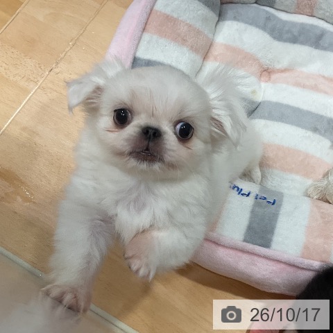 埼玉県のペキニーズ (ペットプラス 与野店/2026年8月5日生まれ/女の子/ホワイト)の子犬の3枚目の画像