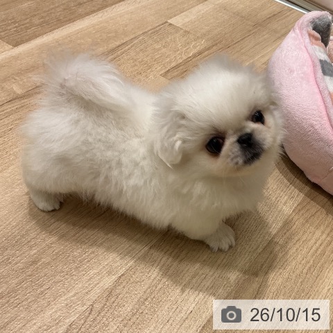 宮城県のペキニーズ (ペットプラス 名取店/2026年8月12日生まれ/女の子/ホワイト)の子犬の3枚目の画像