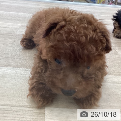 山梨県のトイプードル(トイ) (ペットプラス 甲府国母店/2026年8月11日生まれ/男の子/レッド)の子犬の3枚目の画像