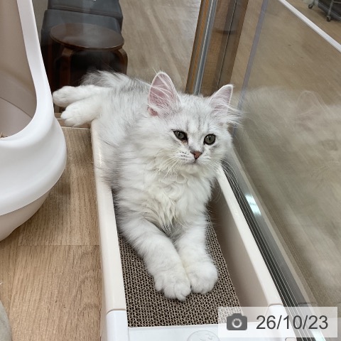 岩手県のミヌエット (ペットプラス 盛岡南店/2026年7月29日生まれ/男の子/ブラックシルバータビー)の子猫の4枚目の画像