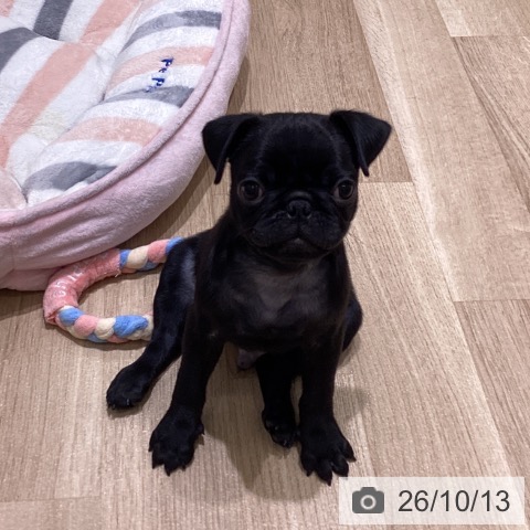 長野県のパグ (ペットプラス 須坂店/2026年7月29日生まれ/男の子/ブラック)の子犬の4枚目の画像