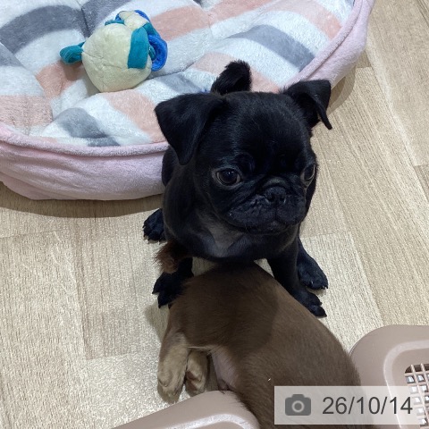 長野県のパグ (ペットプラス 須坂店/2026年7月29日生まれ/男の子/ブラック)の子犬の3枚目の画像