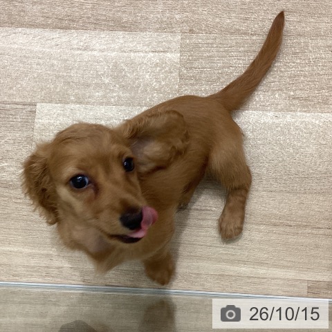 宮城県のミニチュアダックスフンド(ロング) (ペットプラス 名取店/2026年8月11日生まれ/男の子/ゴールド)の子犬の4枚目の画像