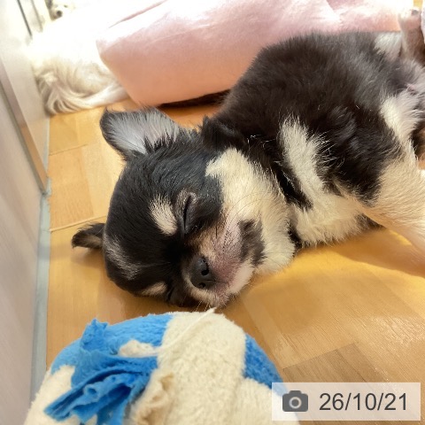 山形県のチワワ(ロング) (ペットプラス 天童店/2026年8月12日生まれ/男の子/ブラックタンホワイト)の子犬の4枚目の画像