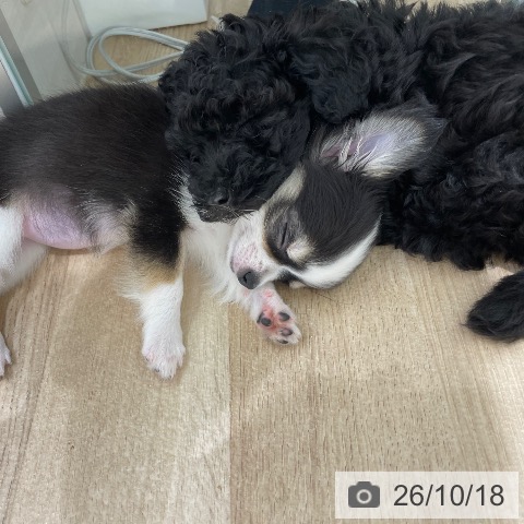 宮城県のトイプードル(トイ) (ペットプラス 仙台上杉店/2026年8月12日生まれ/男の子/ブラック)の子犬の4枚目の画像