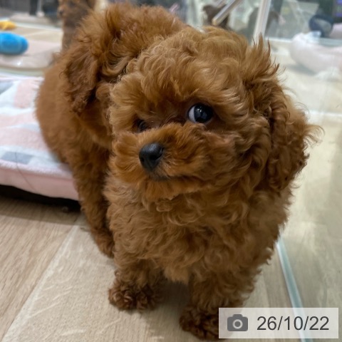 宮城県のトイプードル(トイ) (ペットプラス 名取店/2026年8月10日生まれ/女の子/レッド)の子犬の4枚目の画像
