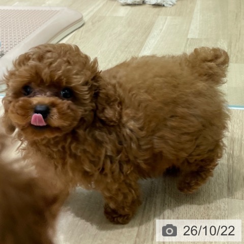 宮城県のトイプードル(トイ) (ペットプラス 名取店/2026年8月10日生まれ/女の子/レッド)の子犬の3枚目の画像