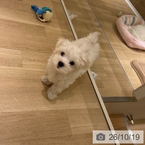 神奈川県のマルチーズ (ペットプラス モザイクモール港北店/2026年8月7日生まれ/男の子/ホワイト)の子犬の3枚目の画像
