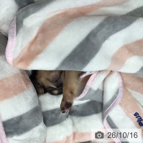 チワワの写真