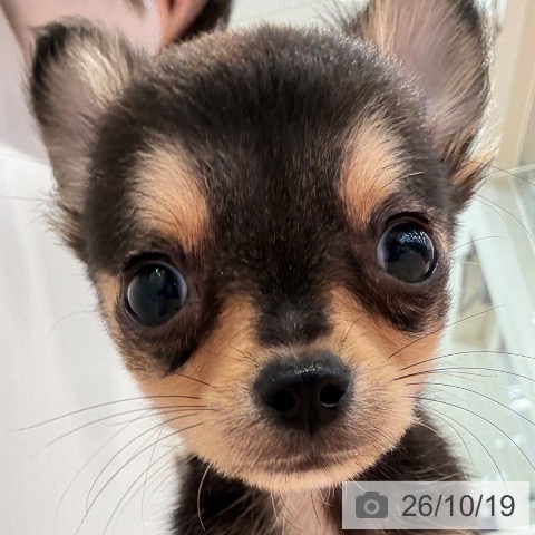 チワワの写真
