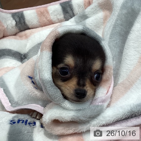 チワワの写真