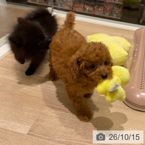 宮城県のトイプードル(トイ) (ペットプラス 仙台上杉店/2026年8月10日生まれ/女の子/レッド)の子犬の4枚目の画像