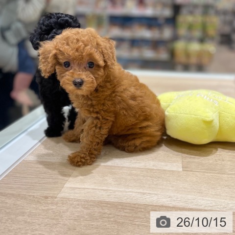 宮城県のトイプードル(トイ) (ペットプラス 仙台上杉店/2026年8月10日生まれ/女の子/レッド)の子犬の3枚目の画像
