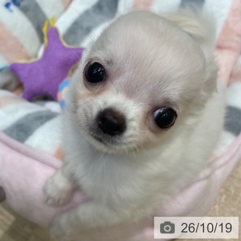 埼玉県のチワワ(ロング) (ペットプラス ららぽーと新三郷店/2026年8月11日生まれ/男の子/クリーム)の子犬の3枚目の画像
