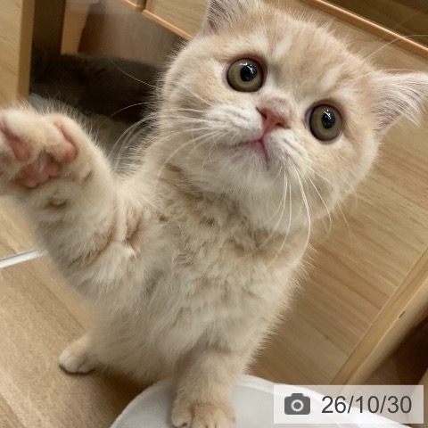 神奈川県のスコティッシュフォールド (ペットプラス 湘南平塚店/2026年8月11日生まれ/男の子/クリームタビー)の子猫の3枚目の画像