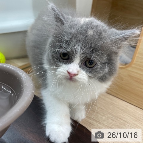宮城県のスコティッシュフォールド (ペットプラス 仙台上杉店/2026年8月12日生まれ/女の子/ブルークリームホワイト)の子猫の3枚目の画像