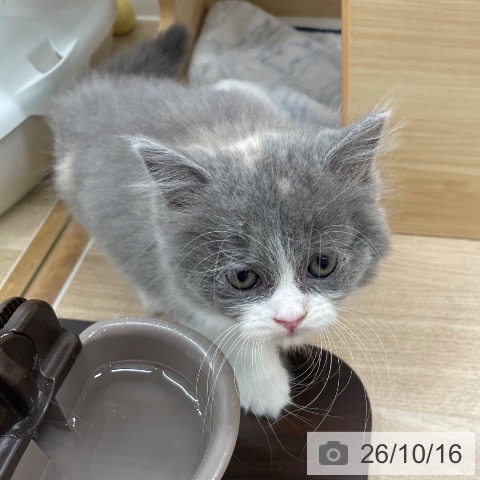 宮城県のスコティッシュフォールド (ペットプラス 仙台上杉店/2026年8月12日生まれ/女の子/ブルークリームホワイト)の子猫の4枚目の画像
