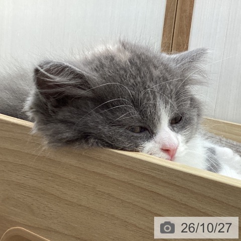 宮城県のスコティッシュフォールド (ペットプラス 仙台上杉店/2026年8月12日生まれ/女の子/ブルークリームホワイト)の子猫の3枚目の画像