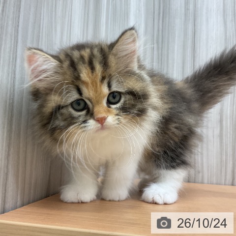 スコティッシュフォールドの写真