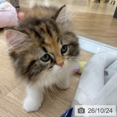 スコティッシュフォールドの写真