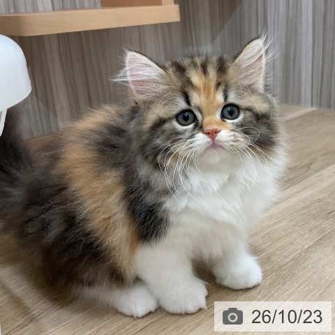 スコティッシュフォールドの写真