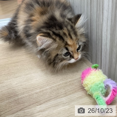 スコティッシュフォールドの写真