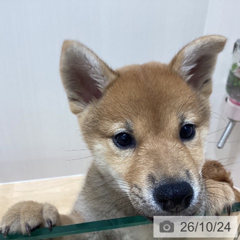 千葉県の柴犬(標準サイズ) (ペットプラス 成田店/2026年8月12日生まれ/男の子/赤)の子犬の4枚目の画像