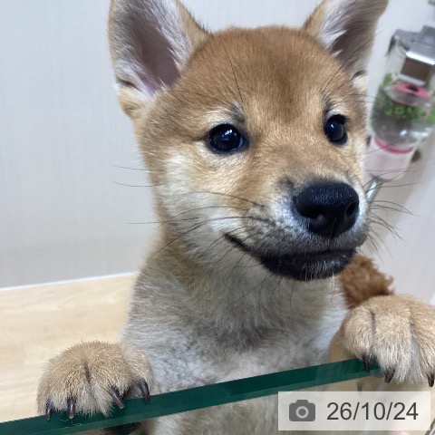千葉県の柴犬(標準サイズ) (ペットプラス 成田店/2026年8月12日生まれ/男の子/赤)の子犬の3枚目の画像