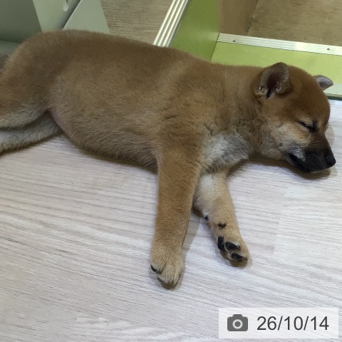 千葉県の柴犬(標準サイズ) (ペットプラス 幕張新都心店/2026年8月12日生まれ/女の子/赤)の子犬の3枚目の画像