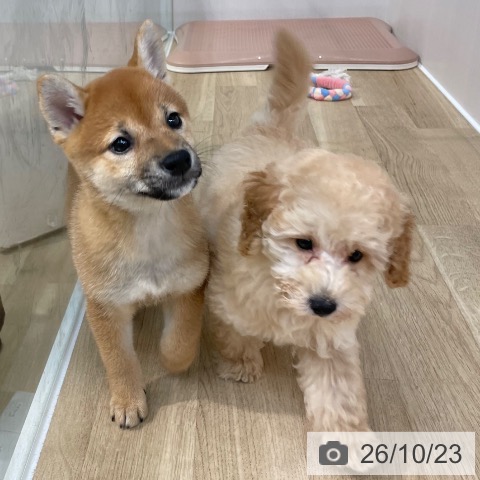 埼玉県の柴犬(標準サイズ) (ペットプラス ららぽーと新三郷店/2026年8月12日生まれ/女の子/赤)の子犬の4枚目の画像