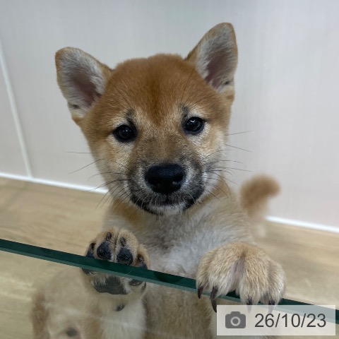 埼玉県の柴犬(標準サイズ) (ペットプラス ららぽーと新三郷店/2026年8月12日生まれ/女の子/赤)の子犬の3枚目の画像