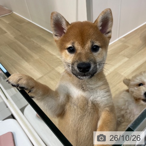 埼玉県の柴犬(標準サイズ) (ペットプラス ららぽーと新三郷店/2026年8月12日生まれ/女の子/赤)の子犬の4枚目の画像
