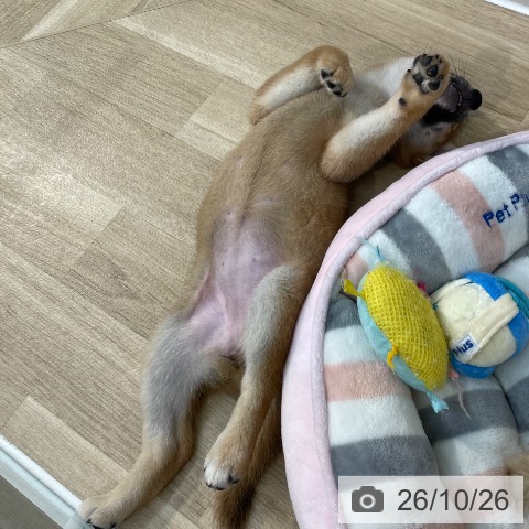 埼玉県の柴犬(標準サイズ) (ペットプラス ららぽーと新三郷店/2026年8月12日生まれ/女の子/赤)の子犬の3枚目の画像