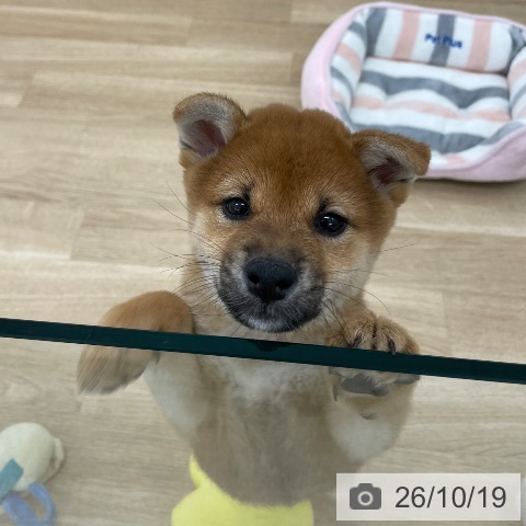 山梨県の柴犬(標準サイズ) (ペットプラス 甲府国母店/2026年8月12日生まれ/女の子/赤)の子犬の3枚目の画像