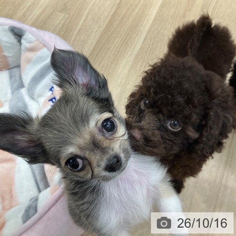 東京都のトイプードル(トイ) (ペットプラス 日の出店/2026年7月20日生まれ/男の子/ブラウン)の子犬の3枚目の画像