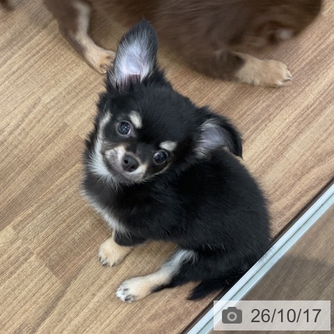 チワワの写真