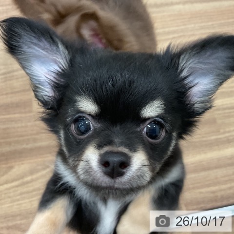 チワワの写真