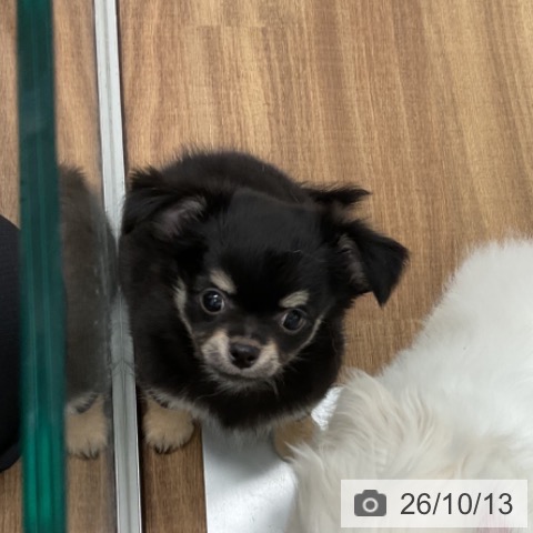 チワワの写真